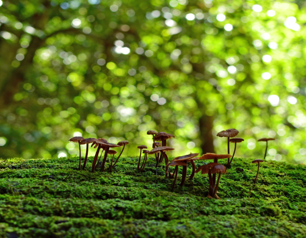 UNE creates the first Spanish Standardisation Committee on Biodiversity